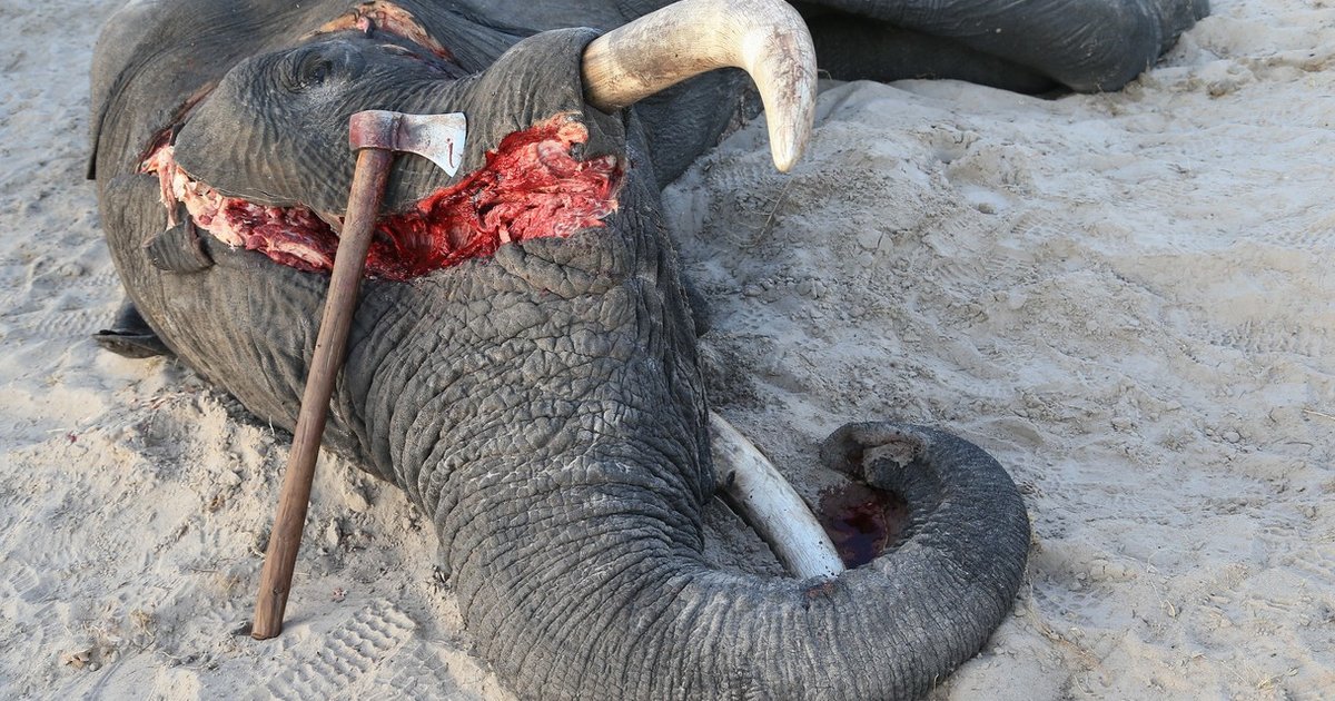 Resultado de imagen para the most impressive LITTLE ELEPHANTS killing pictures