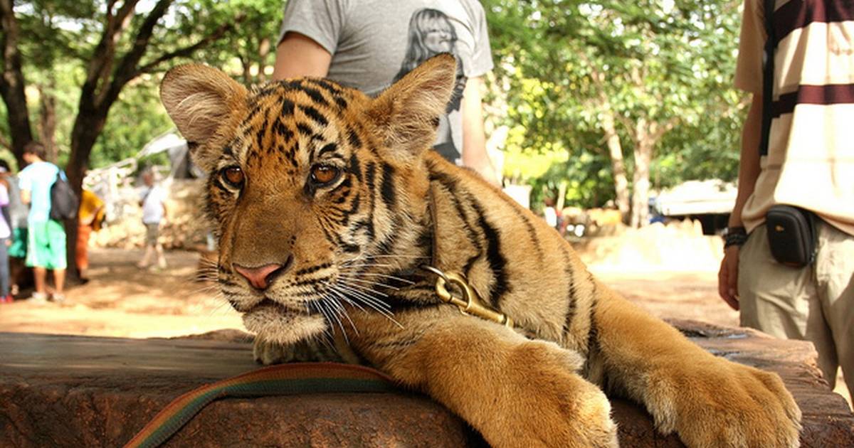 Months After Raid on Infamous Tiger Temple, Plans for Offshoot Zoo Forge  Ahead