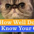 QUIZ: How Well Do You Know Your Cat?