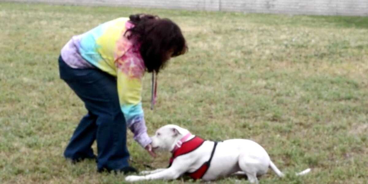 Deaf Pit Bull Learns Sign Language So She Can Have A Chance At A Real