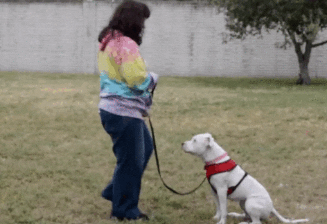 Deaf Pit Bull Learns Sign Language So She Can Have A Chance At A Real ...