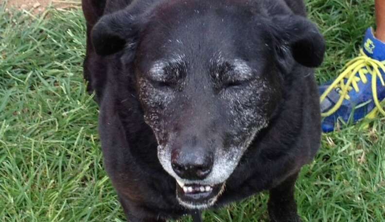 Happy Ending For Senior Dog Who Walked 30 Miles Home Only To Be Turned ...