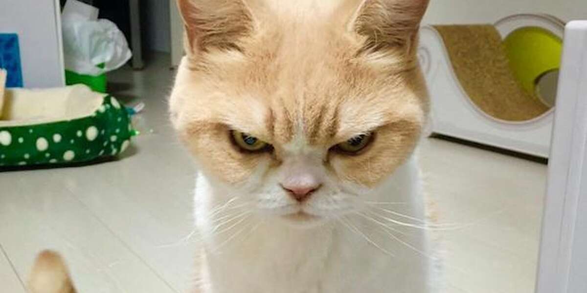 Don't Even Try To Stop This Cat's Permanently Angry Stare - The Dodo