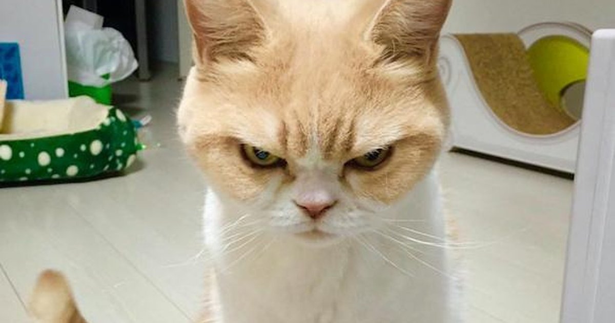 Don't Even Try To Stop This Cat's Permanently Angry Stare The Dodo