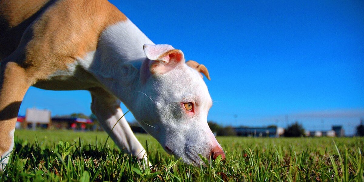 Pit Bulls Return To Kansas Town After 27 Years The Dodo   Crop;;webp=auto;jpeg Quality=85 