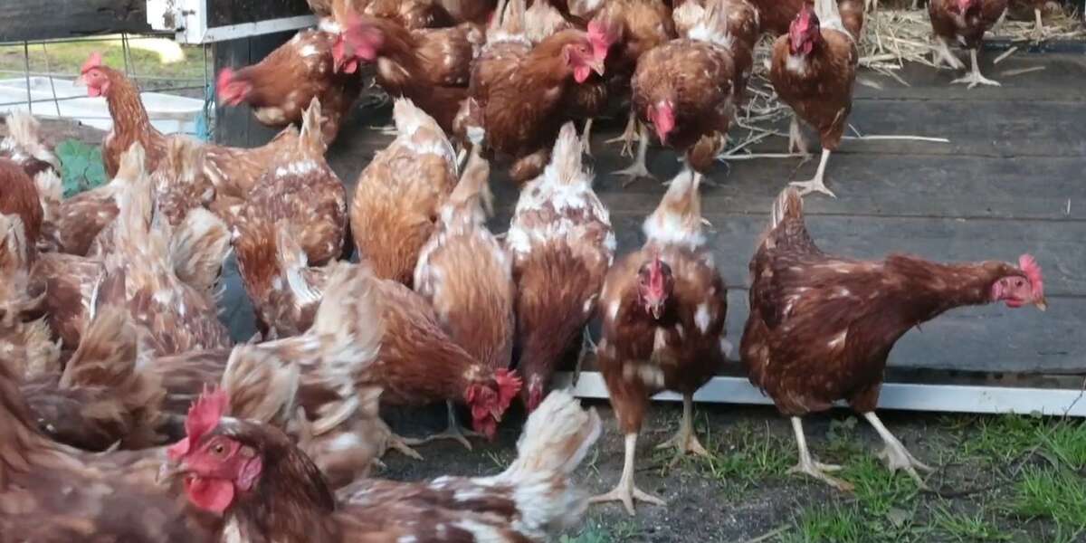 Rescued Chickens Find Their Forever Home - The Dodo