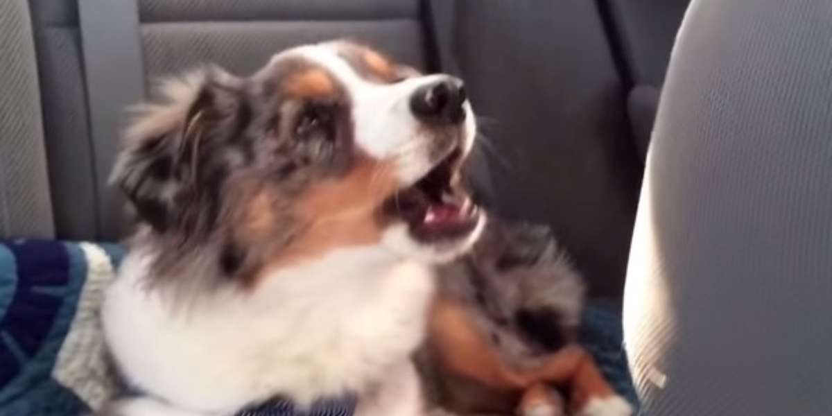 Puppy Wakes Up To Howl Along To His Favorite Song From 'Frozen(01)