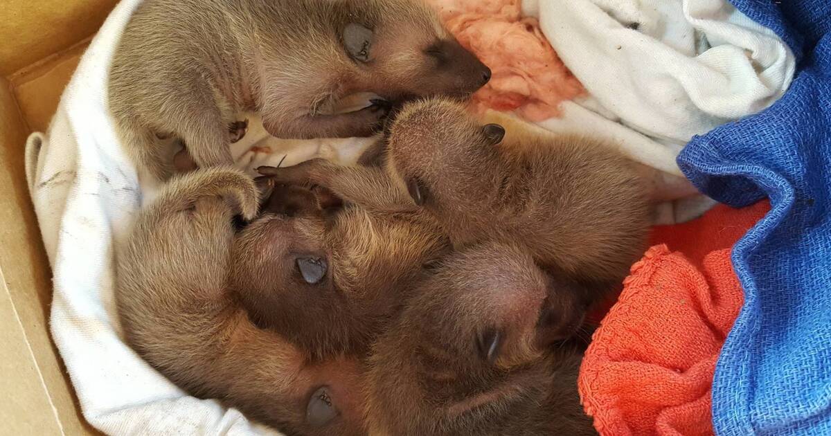 newborn baby raccoons