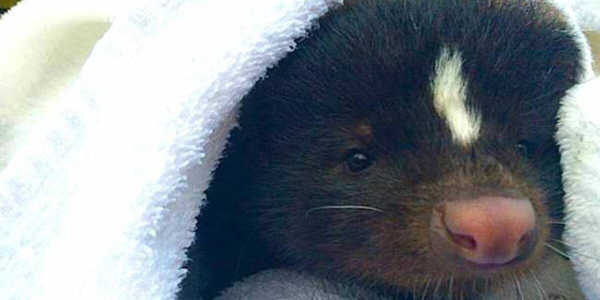 Skunk Pool Lady Saves Skunk Who Fell In Her Pool And Warms Him Up In A Towel - The ...