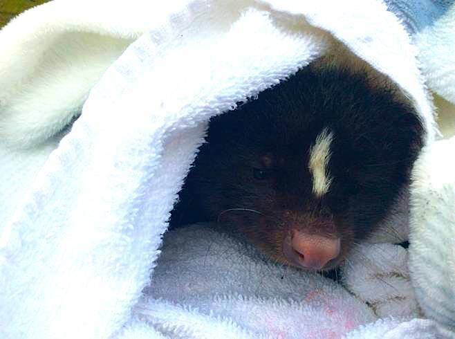 Lady Saves Skunk Who Fell In Her Pool And Warms Him Up In A Towel - The ...