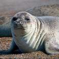 Despicable Seal Hunt Doesn't Want To Address One Crucial Fact