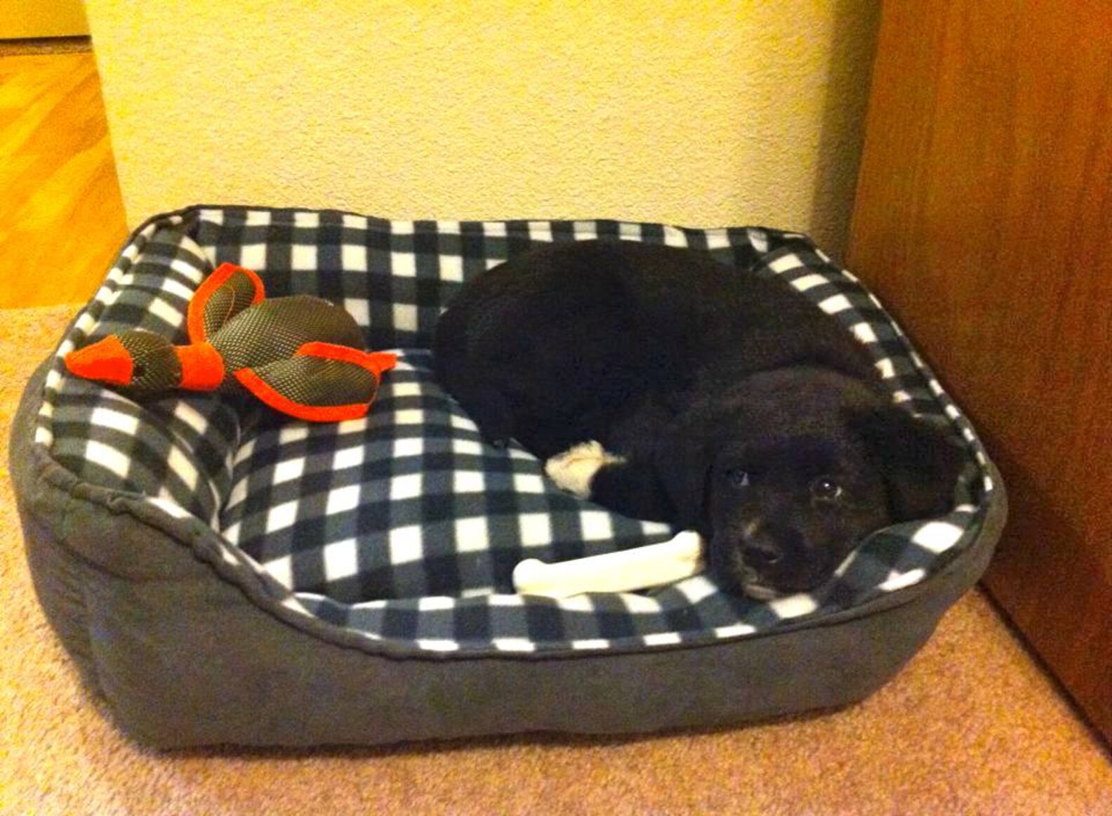 15 Rescue Dogs Who Finally Have A Comfy Bed Of Their Own The Dodo