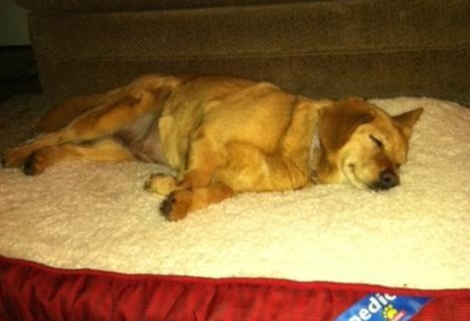 15 Rescue Dogs Who Finally Have A Comfy Bed Of Their Own The Dodo