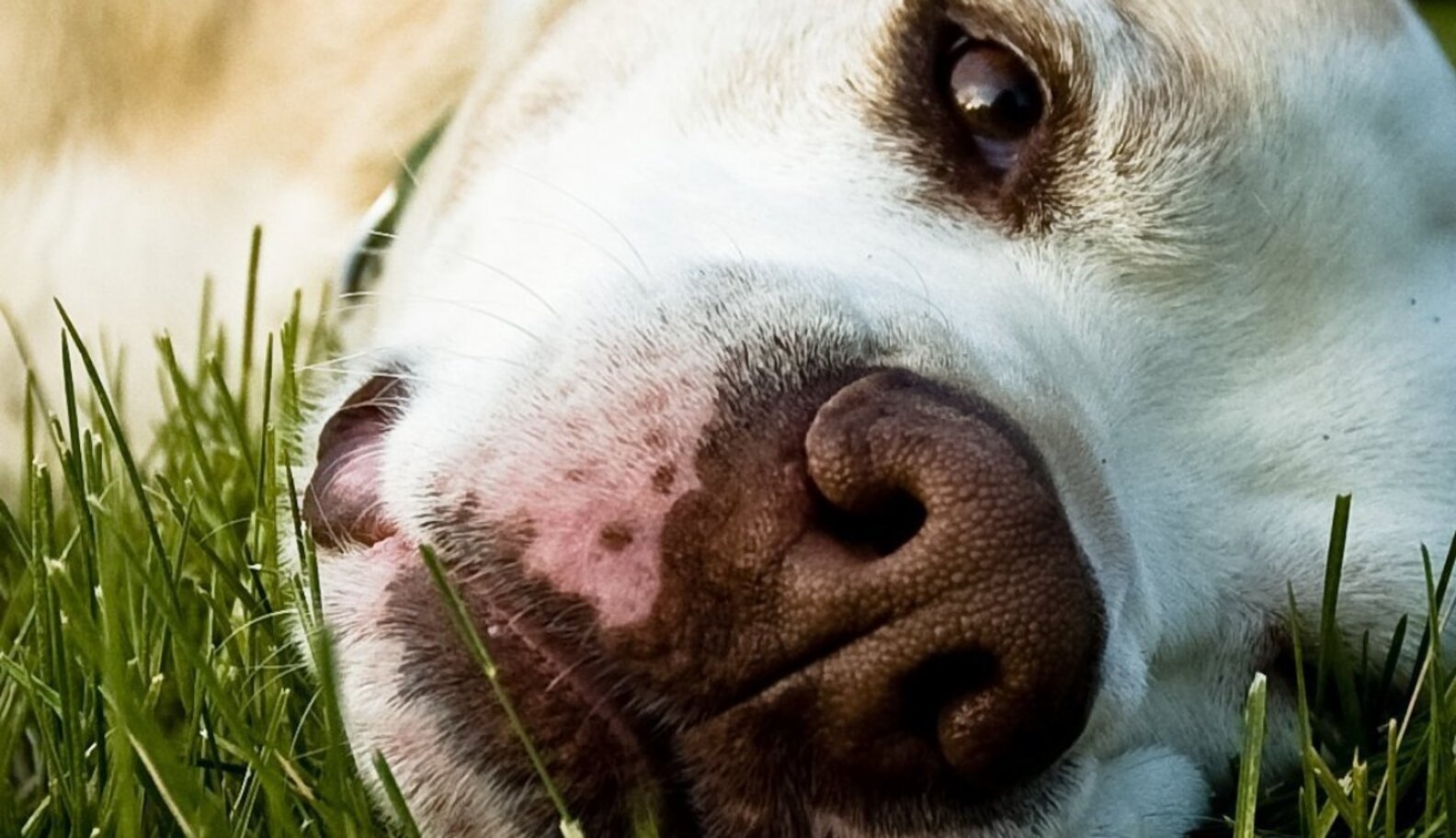 Louisiana Family Wins Fight To Keep Pit Bull The Dodo