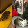 Raccoon Casually Hops On The Subway Like A Total BOSS