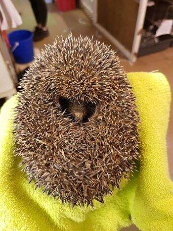 rescued hedgehog