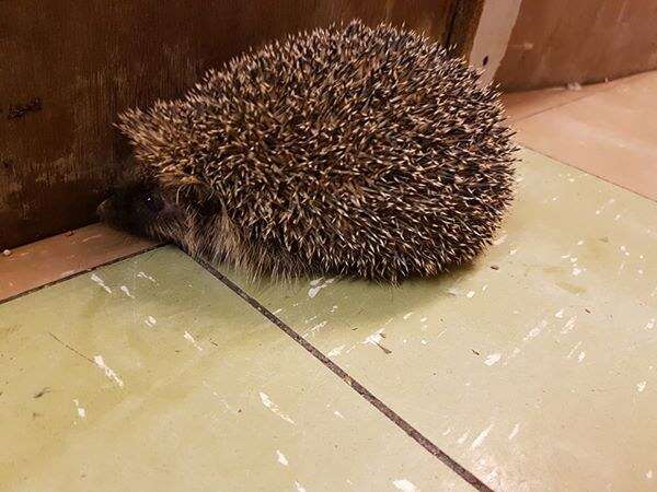 rescued hedgehog