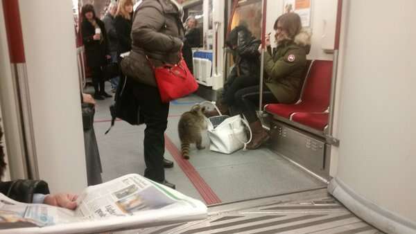 Raccoon Casually Hops On The Subway Like A Total BOSS - The Dodo