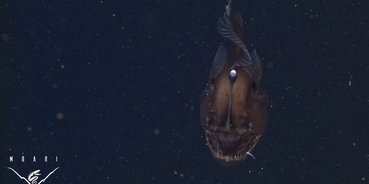 First Footage of a Monster from the Deep - The Dodo
