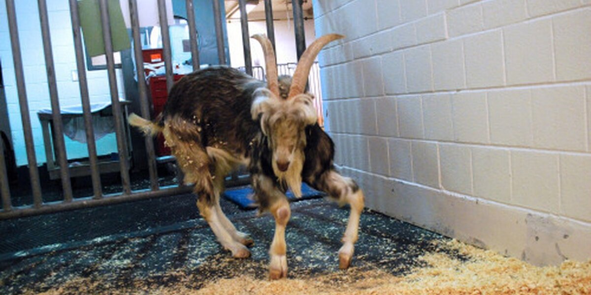Goat Rescued Goat Rescued From Terrible Owner Is Now The Picture Of Happiness - The Dodo