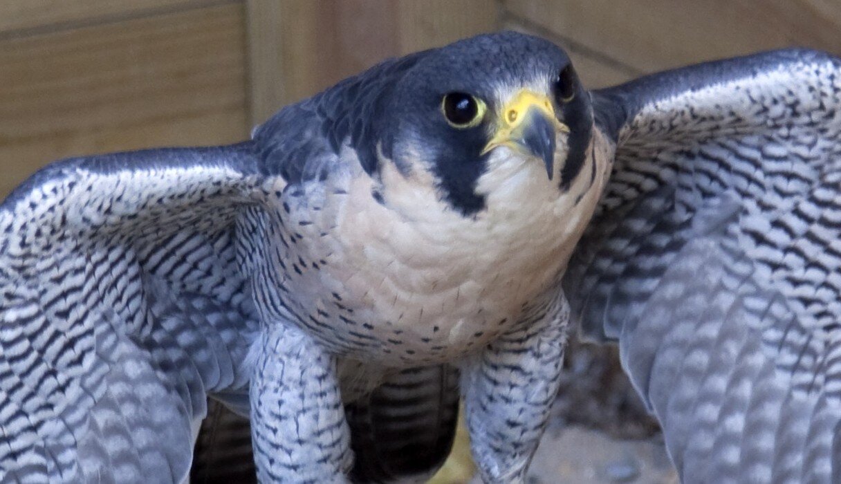 8 Endangered Species Making Epic Comebacks - The Dodo