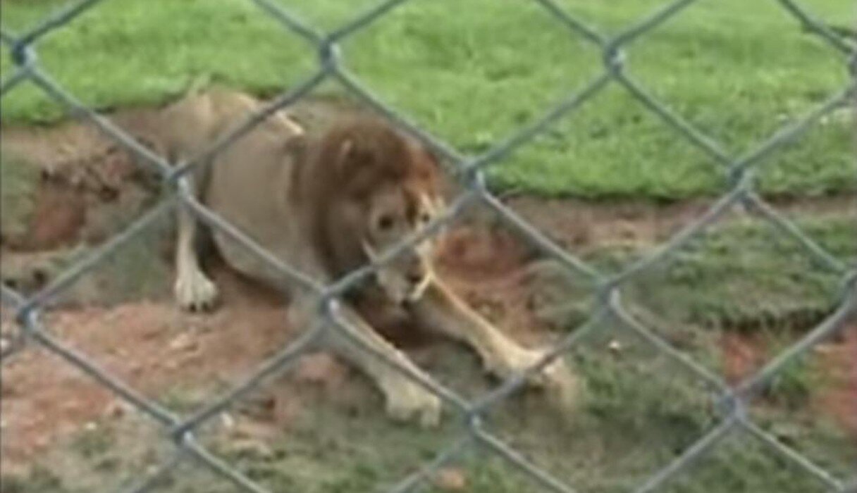 Circus Lion Freed From Cage Feels Earth Beneath His Paws For The First Time - The Dodo