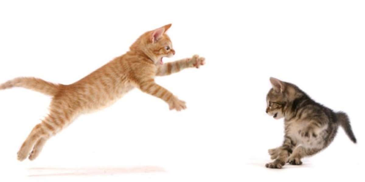 Q Do I Need To Worry About My Cat Getting Exercise? The Dodo