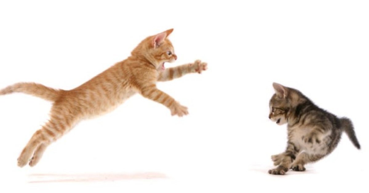 Q Do I Need To Worry About My Cat Getting Exercise The Dodo