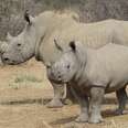 First All-Women Ranger Team Risk Lives For Rhinos