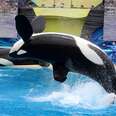 BREAKING: SeaWorld Admits To Spying On Animal Activists