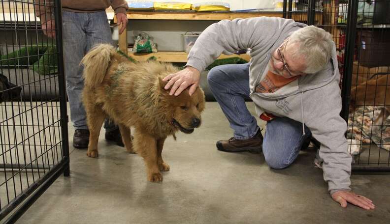 Dog Who Spent Years Living Under Porches Is About To Meet His Best ...