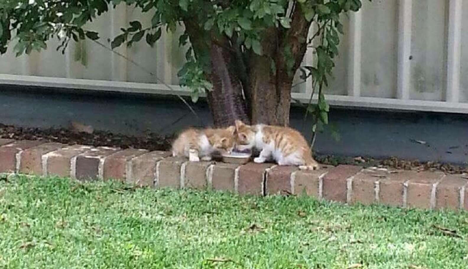 Blind Kittens Are There For Each Other No Matter What - The Dodo