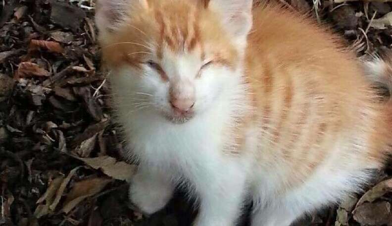 scale;webp=auto;jpeg quality=60