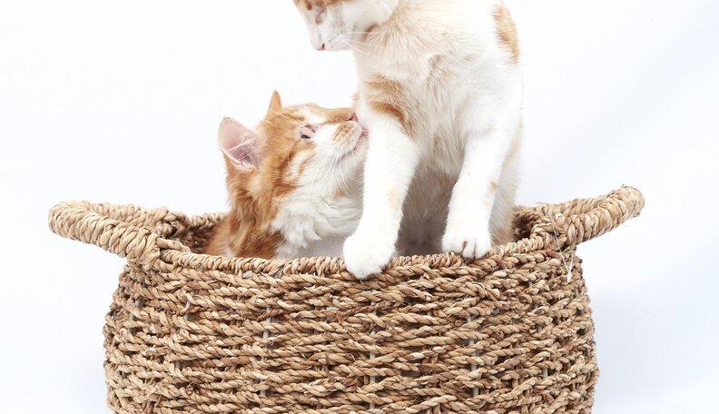 scale;webp=auto;jpeg quality=60