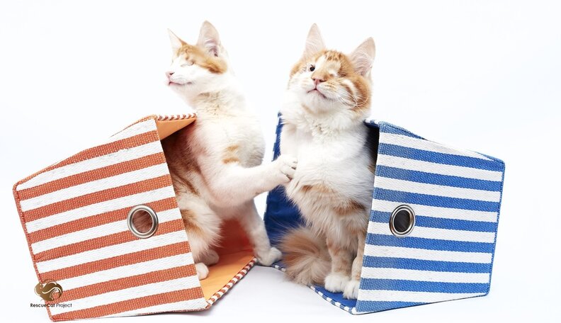 scale;webp=auto;jpeg quality=60