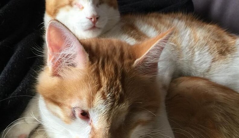 scale;webp=auto;jpeg quality=60