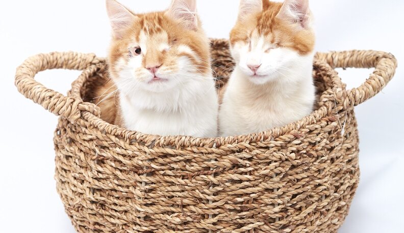 scale;webp=auto;jpeg quality=60