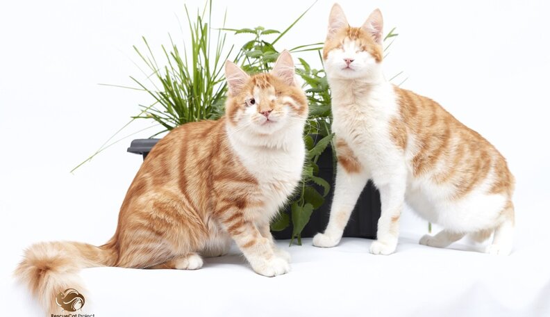 scale;webp=auto;jpeg quality=60