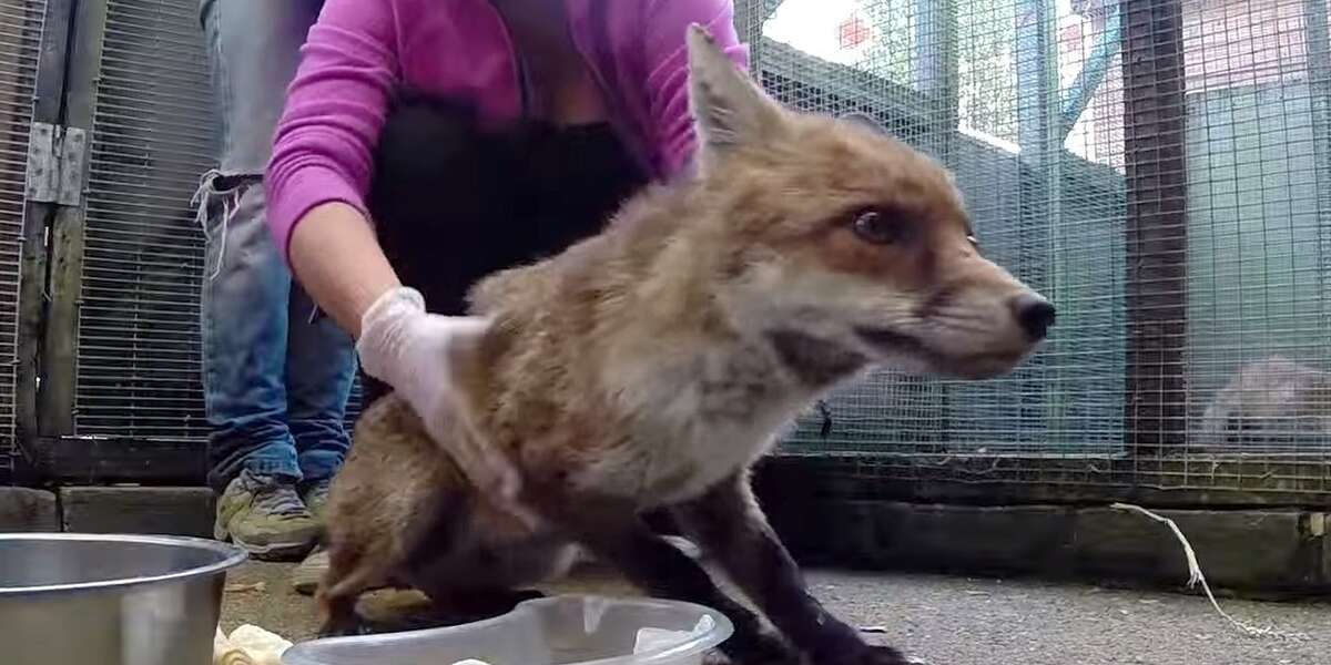 Fox Lost His Tail In Accident But We Surrounded Him With TLC - The Dodo