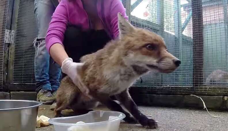 Fox Lost His Tail In Accident But We Surrounded Him With TLC - The Dodo