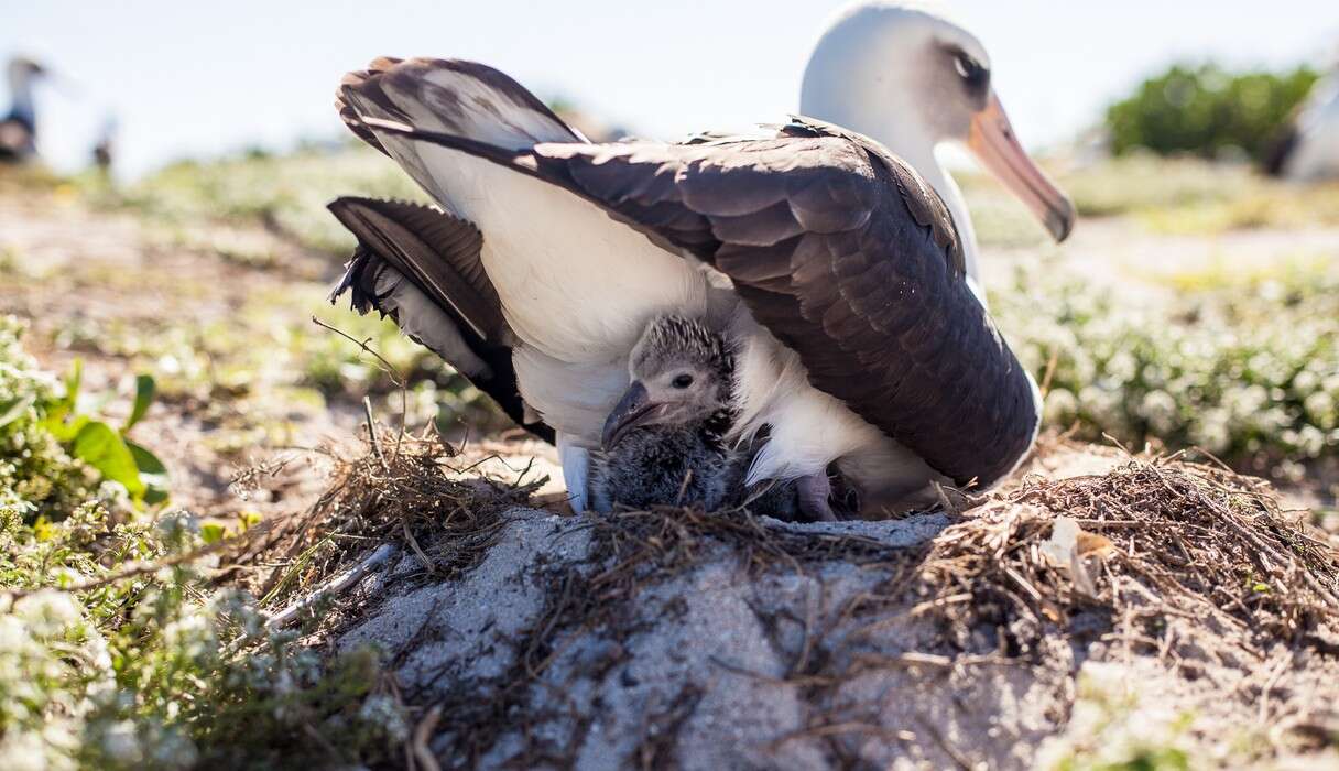 World's Oldest Wild Bird Hatches Tiny Fluffy Surprise - The Dodo