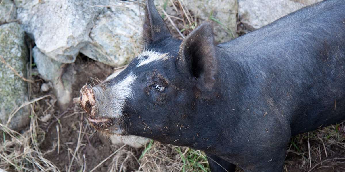Why You Need To Be Really Sure Before Getting A 'Teacup' Pig The Dodo