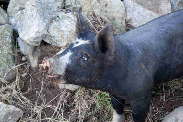 Why You Need To Be Really Sure Before Getting A Teacup Pig The