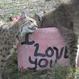 Bobcats Get Their Very Own Valentine's Day