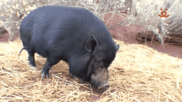 Why You Need To Be Really Sure Before Getting A 'Teacup