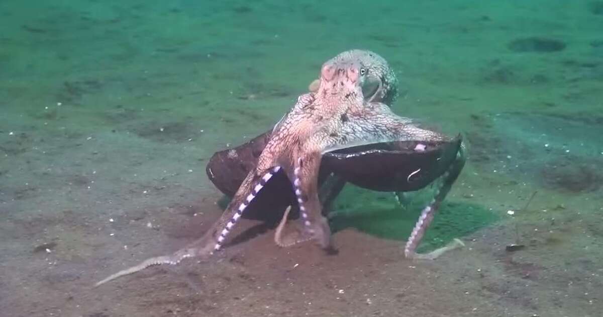 Incredible Octopus Behavior Nearly Caused Scientist To Drown From