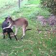 Helpful Kangaroo Gives Grateful Rottweiler Friend A Relaxing Massage