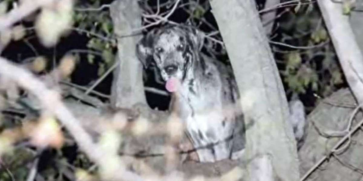Owner Of Giant Great Dane Still Isn't Sure How She Got Stuck In A Tree ...