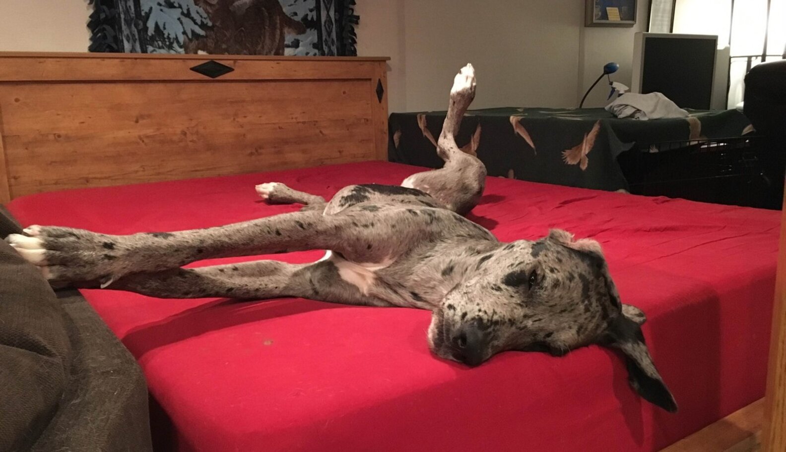 Owner Of Giant Great Dane Still Isn't Sure How She Got Stuck In A Tree ...