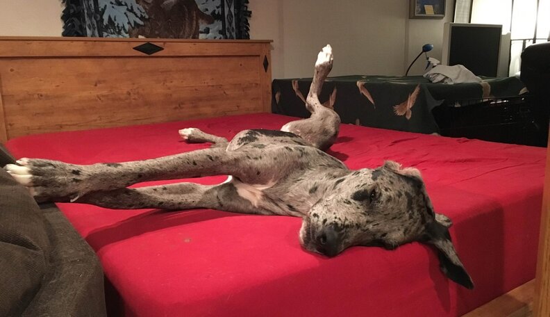 Owner Of Giant Great Dane Still Isn't Sure How She Got Stuck In A Tree ...